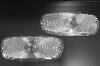 Parking Lamp Lens PAIR Clear for 1958 1959 Chevy Truck